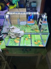 acquario per tartarughe