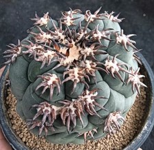 Rara Discocactus horstii WYSIWYG Semina Crescita Giardino Spine Cristata