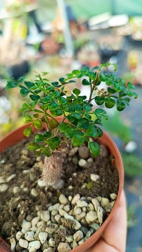 Operculicarya pachypus piante