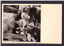 Fotografia Foto Mucche in Abbeveratoio KK4538G