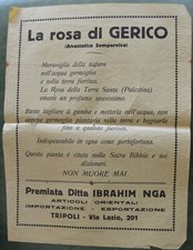 LA ROSA DI GERICO (Anastatica
