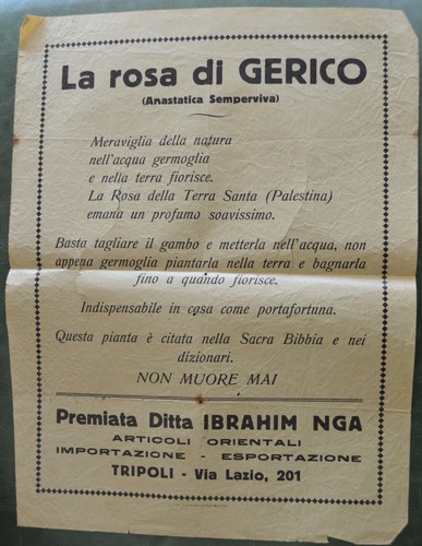 Rosa gerico anastatica - rosa,