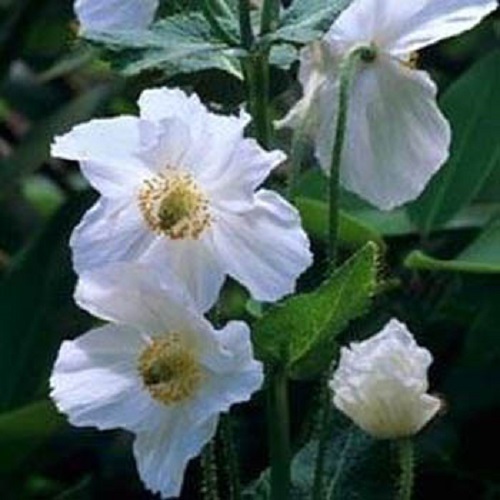 Meconopsis papavero - +,