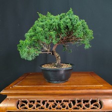 PRE BONSAI SHOIN DI GINEPRO
