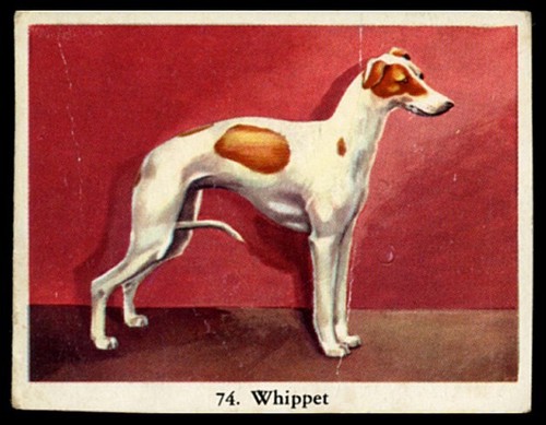 Whippet hound dog full - whippet,