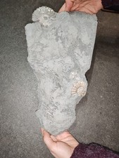 Blocco di fondale con ammoniti