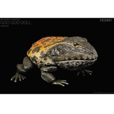Rebor Beelzebufo Goo Goo Doll