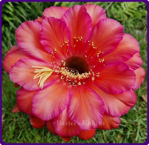 Trichocereus-Echinopsis-Ibrido