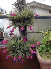 Sale2955 tillandsia ionantha - tillandsia,
