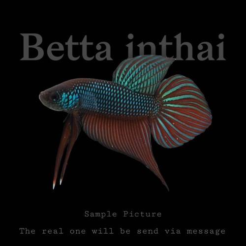 Wild betta smaragdina - wild,