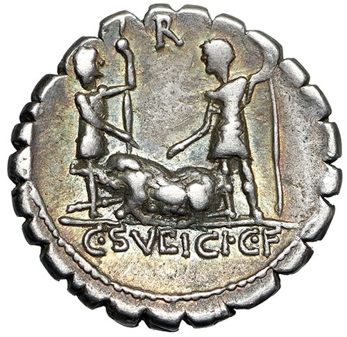 Sulpicius galba serrate - c, cf