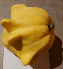 10 semi Zucca Ornamentale 4