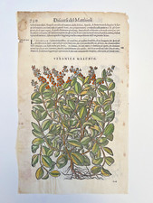 MATTIOLI Xilografia 1500 Botanica Erbario Piante "VERONICA MASCHIO"