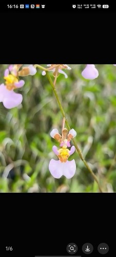 Tolumnia hawkesiana rare - hawkesiana,