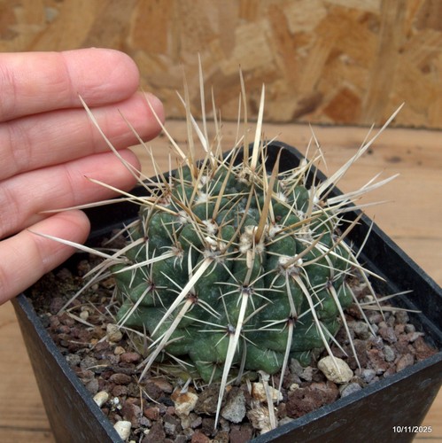 Notocactus vaso 10 cm - 10,