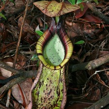 Brocca pianta raffles - brocca-pianta,