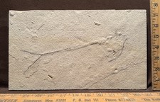 Pesce fossile non preparato