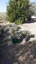 1kg  Fiori di Lavanda secca Lavandula angustifolia raccolta luglio 2022