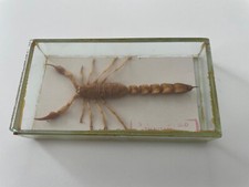 Scorpione Tropicale in Vetro – Esemplare Autentico da Collezione (Tunisia)