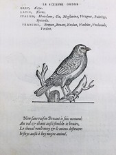 Verdier d’Europe Bruant