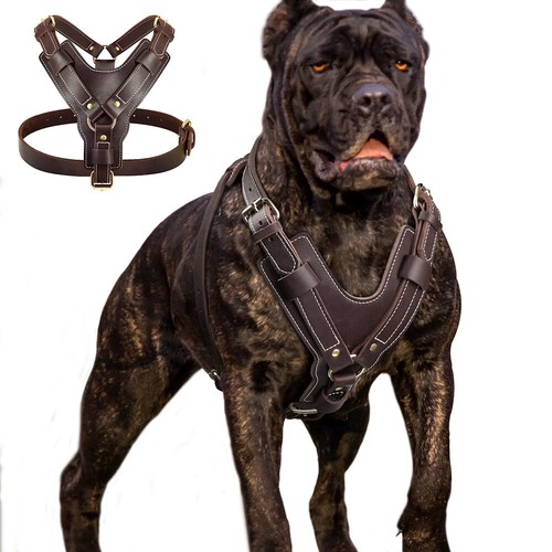 Imbracatura per cani vera - in,