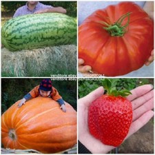 130 semi dei GIGANTI DELL'ORTO (FRAGOLA, POMODORO, ANGURIA,...