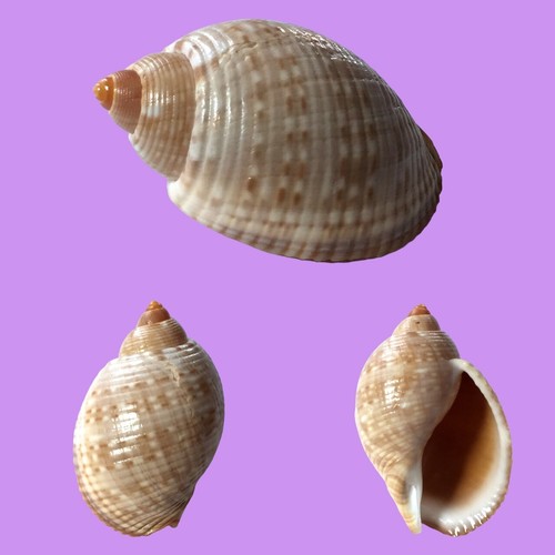Tonnidae tonna pennata - tonnidae,,