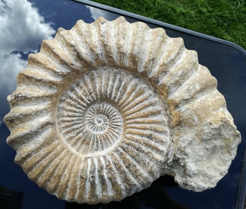 Grade large fossil natural - a, grade,