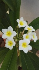 Pianta radicata di Plumeria