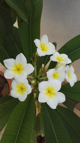 Pianta radicata plumeria - pianta, di