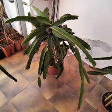 Talea di pitaya frutto del drago bianca e rossa 60-70 cm 