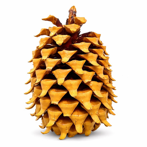 Pinus coulteri seeds pino - -,