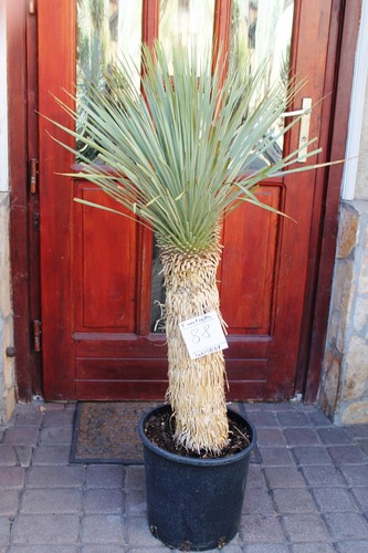 Yucca rostrata dal messico - yucca,