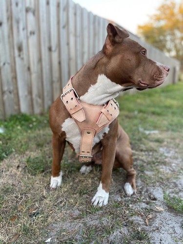 Imbracatura per cani grande