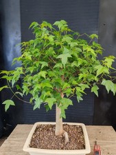 bonsai di  acero buergerianum