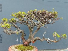 Pre-Bonsai Di Prunus Spinosa 57x15cm Tronco Potente Maestoso Yamadori Cortecciat
