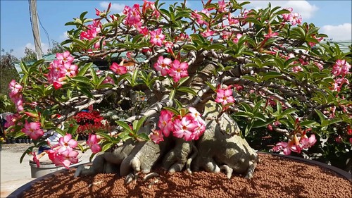 Pianta rosa del deserto - 1,