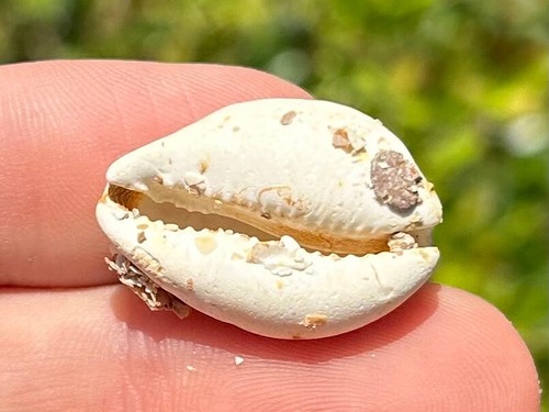 Fossil cowrie shell - shell, gastropode