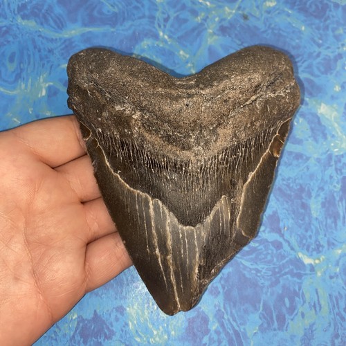 Megalodonte dente squalo - megalodonte,
