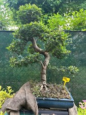 Bellissimo esemplare di bonsai di olmo cinese di 35 anni