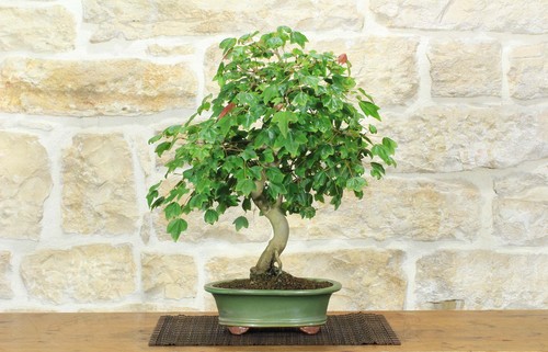 Bonsai acero tridente - bonsai,
