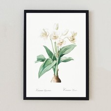 Illustrazione floreale vintage