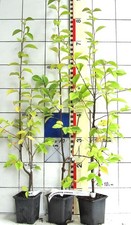 Pseudocydonia sinensis / mela cotogna cinese (pianta)