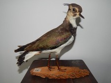 ALLESTIMENTO TASSIDERMICO PAVONCELLA VANELLUS VANELLUS trofeo di caccia