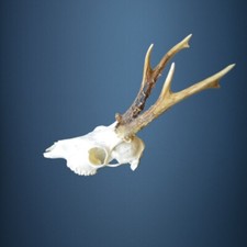 107CA Trofeo di capriolo 383g