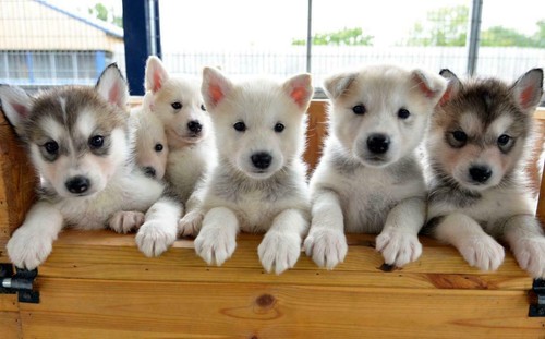 Husky cuccioli poster lucido - husky,
