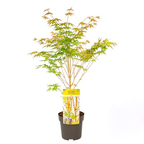 Acero giapponese acer - acero,