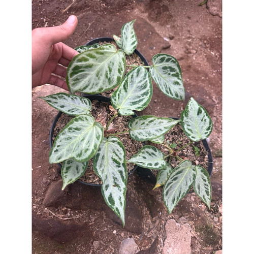 Anthurium silver chrome - anthurium,