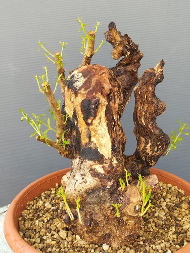 Bonsai olivastro 30x20cm - bonsai,