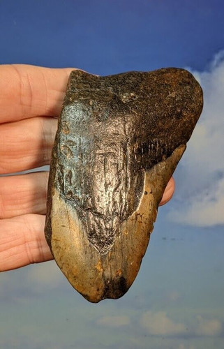 Megalodon shark fossil - shark,